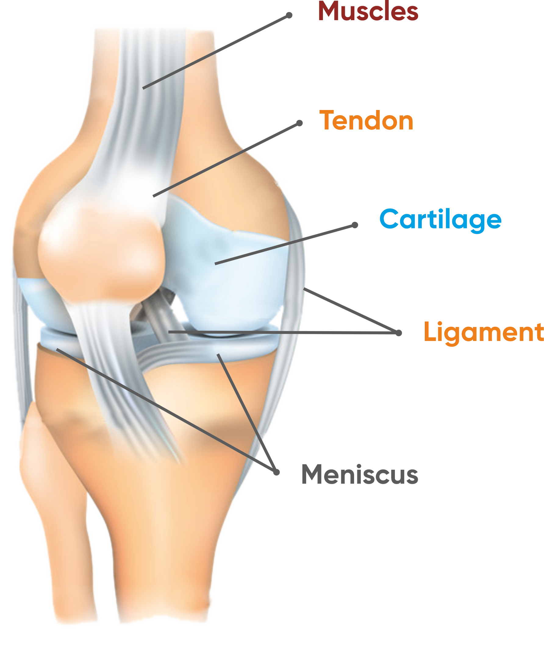 Knee Anatomy Knee Xpert Knee Treatment In Indore